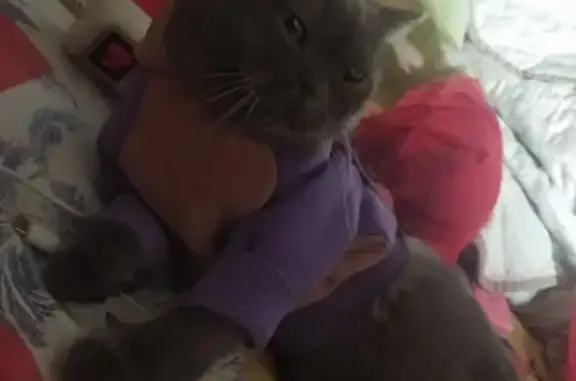 Пропала кошка, ул. Трудовые Резервы 7