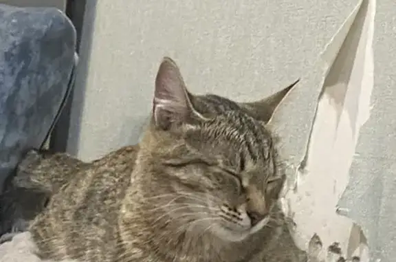 Пропала кошка, Самара, Урал