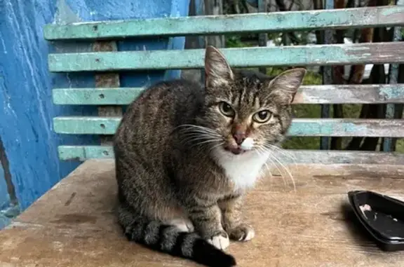 Найдена кошка, Мурманск, фото: Кошка найдена на ул. Олега Кошевого, 8
