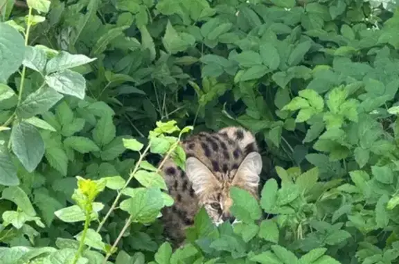 Объявления о пропавших и найденных животных, Москва, фото: Сервал найден на ул. Дыбенко, Москва