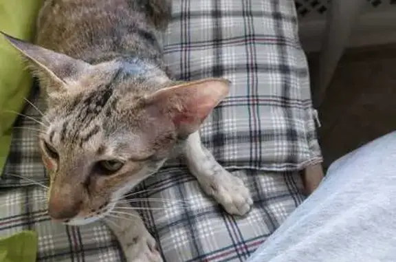 Кошка найдена на Осенней улице, Красногорск