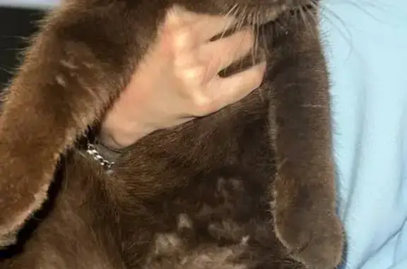 Найдена кошка, Мариинск, фото: Кошка найдена: Юбилейная 26Б, Мариинск