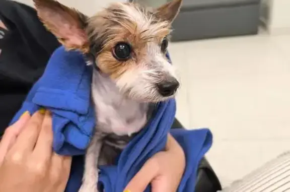 Собака найдена: пр. Мельникова, 7, Химки