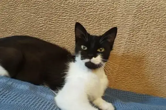 Кошка найдена в Жулебинском лесопарке