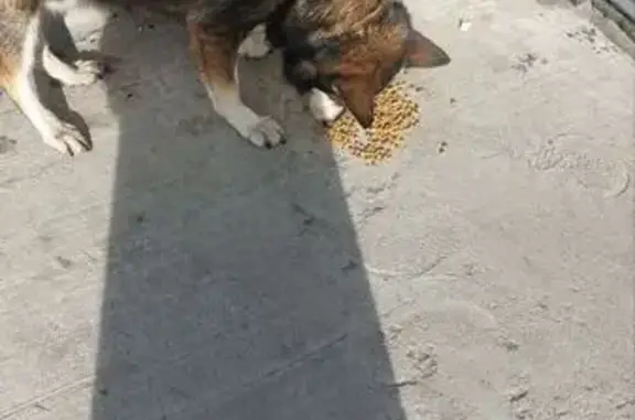 Собака найдена: ул. Фролова 13, Петрозаводск