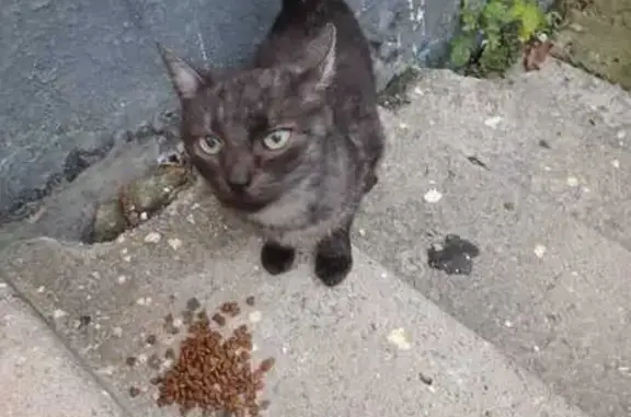 Найдена черная кошка, пр. Жукова, 30 к2