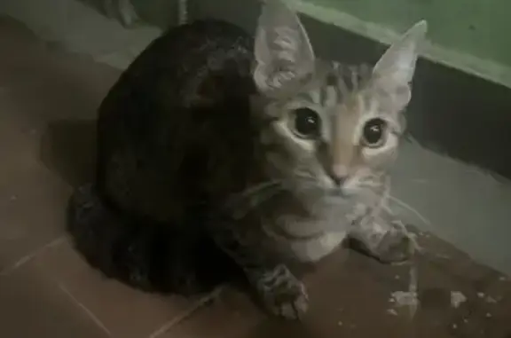 Найдена кошка, Москва, фото: Кошка найдена: Мячковский бул., 20 к3