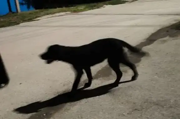 Черный лабрадор найден, Северная 11, Сибай