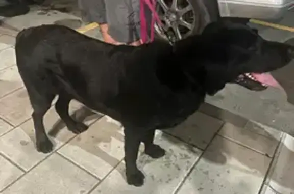 Найдена собака, Владивосток, фото: Собака найдена: Светланская 11, Владивосток