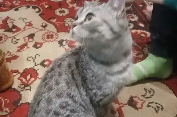 Найдена кошка, ул. Шубиных 4, Иваново