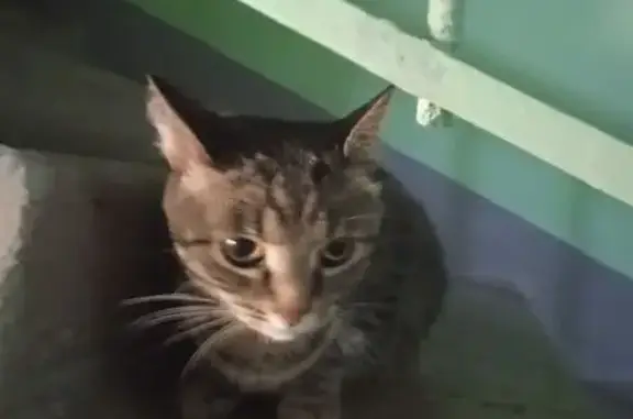 Кошка найдена: Профсоюзная 4, Киров