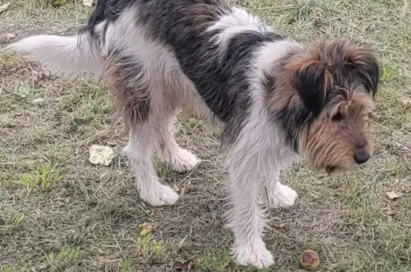 Найдена собака, 0-я ал., Липецк