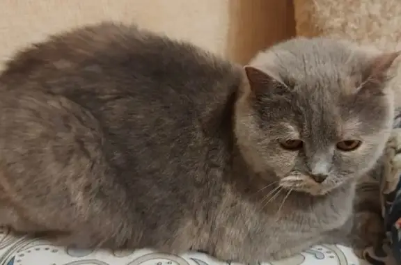 Пропала кошка на ул. Щусева, 12 к3