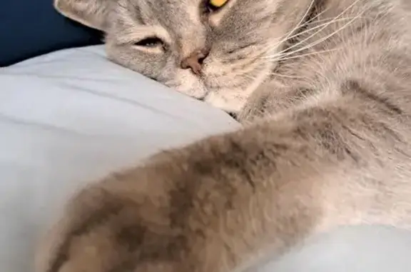 Кошки потеряшки, Свердловская область, фото: Потеряшка кошка в ДНП Наша дача 2