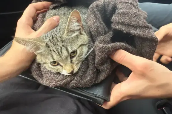 Кошка найдена на Садовой-Сухаревской ул.