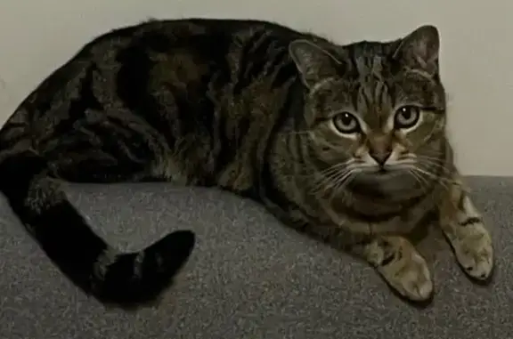 Кошки потеряшки, Солнечногорск, фото: Потеряшка кошка, Центральная 21, Солн-трск