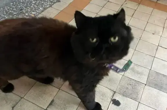 Найдена кошка, ул. Кр. Текстильщика, 7