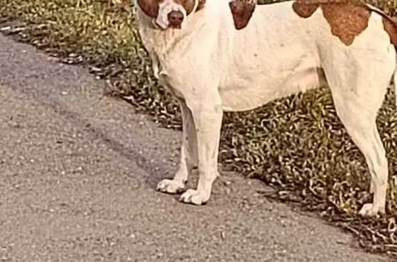 Собаки потеряшки, Георгиевск, фото: Потеряшка собака, ул. Гагарина 5, Георгиевск