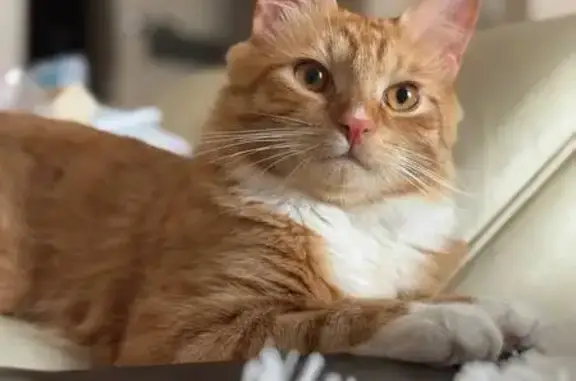 Пропала кошка, Европейский пр., 18 к2