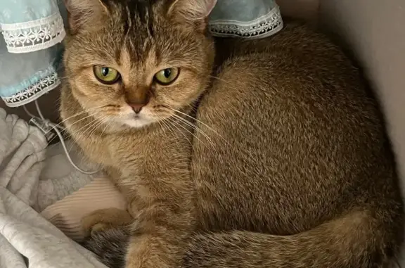 Пропала кошка, Комсомольская 146, Вольск