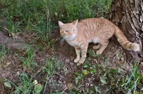 Найдена кошка, , фото: Кошка найдена: ул. Молодёжная, 70, Ижевск