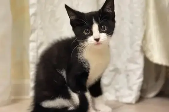 Кошка найдена, Тверь, Тверская область