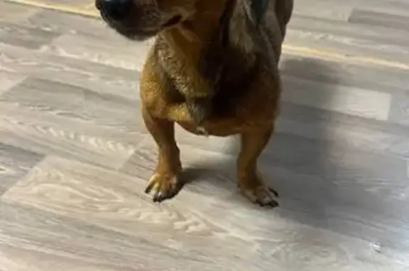 Такса найдена в Ликино, МО