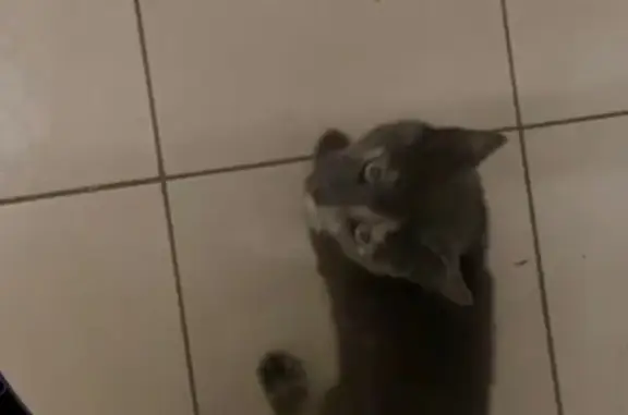 Найдена кошка, Ярославль, фото: Найдена кошка, Подбутырская 5, Ярославль