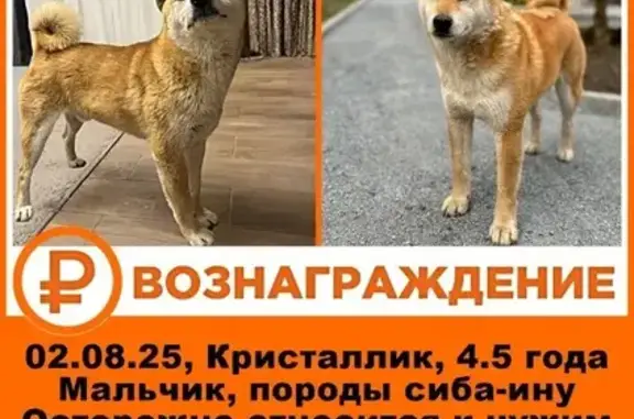 Пропала собака, ул. Строителей, 140, Щепкин