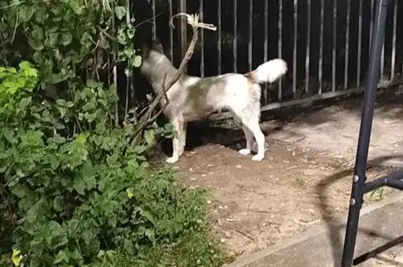 Собака найдена: Ленинградская 60, Казань