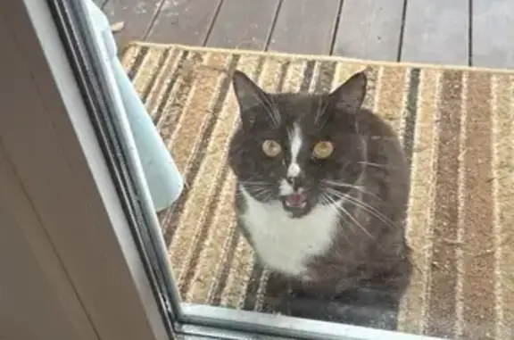 Кошка найдена: ЛМС, Москва