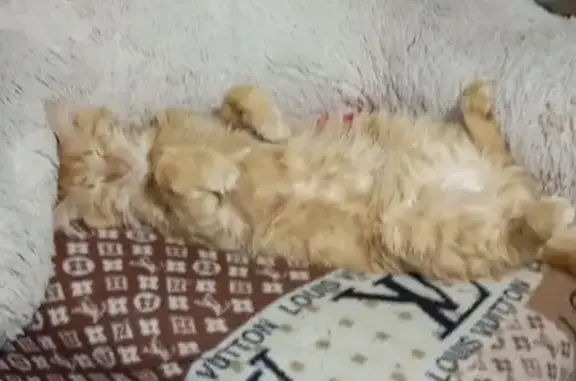 Кошки потеряшки, Псков, фото: Потеряшка рыжий кот, Зобова 21/2, Псков