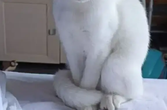 Кошки потеряшки, Артёмовский, фото: Потеряшка кошка, Вишнёвая ул. 1, Артёмовский