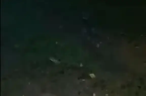 Найдена серая кошка, Восстания 21, Казань