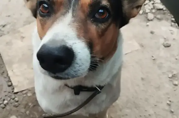 Найдена собака, Ленинградская область, фото: Собака найдена в Терволово, Ленобласть