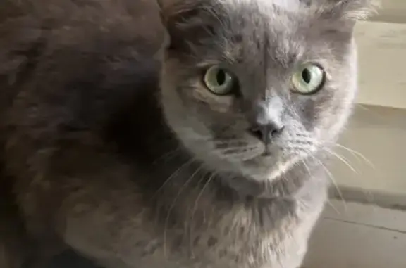 Пропала кошка, ул. Крылова, 3, Махачкала