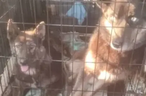 Собаки потеряшки, Хабаровск, фото: Потеряшкаи собаки, Ульяновская 46, Хабаровск