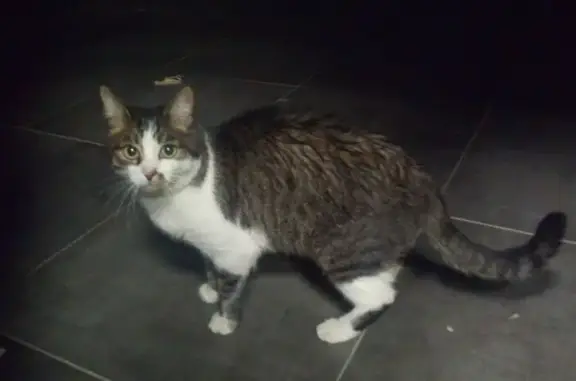 Найдена кошка, Москва, фото: Найдена кошка на Нарвской улице, Москва