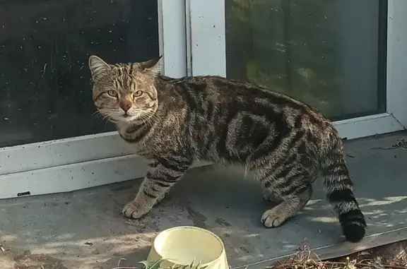 Найдена кошка, Красноярск, фото: Бенгальская кошка найдена, Гагарина 94