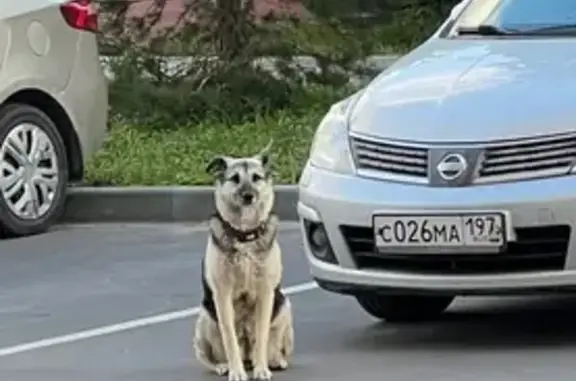 Собака ждет на Лукинской д.8, Москва