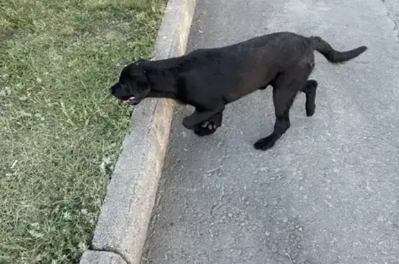 Найдена собака, Астана, фото: Найдена собака, Рудаки 12, Астана