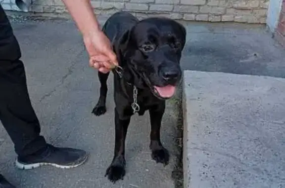 Найдена собака, Северск, Лесная 17А