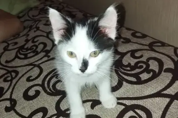 Найденные животные Нижний Тагил, фото: Найдена кошка, Октябрьский проспект 2А
