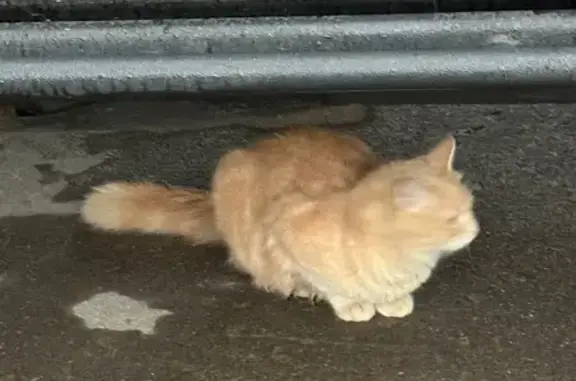 Кошка найдена: Сретенский б-р, 6/1 с2