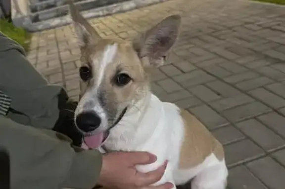 Щенок найден на ул. 65-летия Победы, 1/11