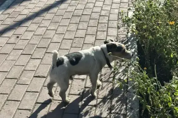 Найдена собака на Некрасова, 45, Томск