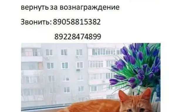Пропала рыжая кошка, Оренбург