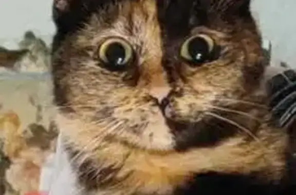 Кошки потеряшки, Красноярск, фото: Потеряшка кошка, пр. Красноярский Рабочий, 98