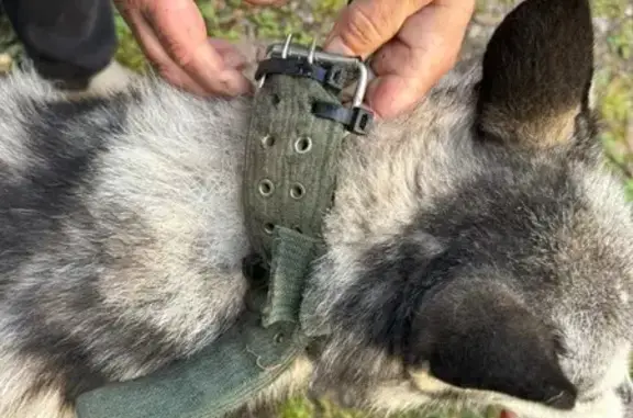 Найдена собака, Пермь, фото: Хаски найдена в СНТ Инкар, Пермь