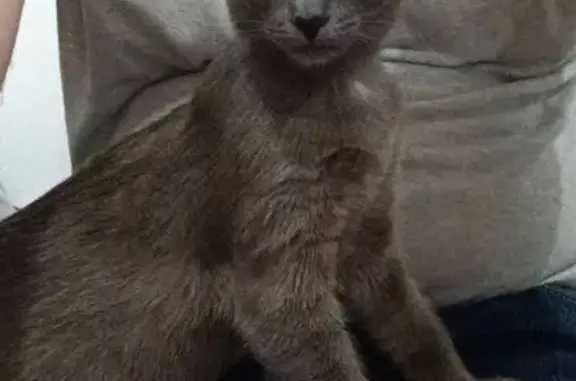 Кошки потеряшки, Уфа, фото: Потеряшка кошка, ул. Братьев Кадомцевых, 5